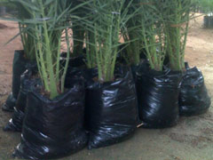 date palm Date Palm
