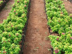 Herbal Plants
